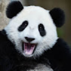 Meet your Posher, Vincent